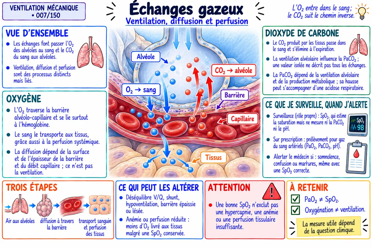 Fiche visuelle : échanges gazeux